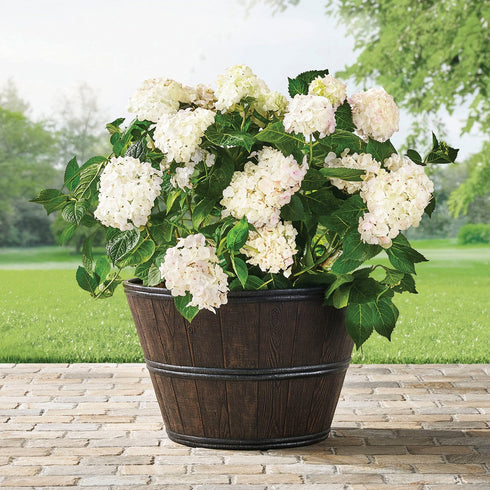 Member’s Mark 22" Wine Barrel Planter – Rustic Outdoor & Indoor Garden Container for Flowers, Herbs, and Small Plants